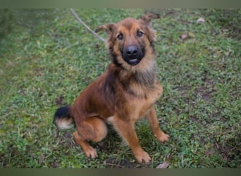 ANDREAS - der aktive und verspielte, liebe Hundemann sucht ein tolles Für-Immer Zuhause!