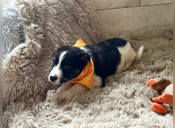 Welpe MILA - kuscheln, lernen, spielen - wer schenkt mir ein tolles Für-Immer Zuhause?