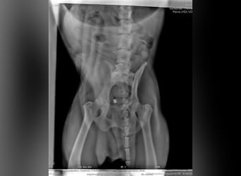 JONNY - der liebe Schatz sucht ein ruhiges, liebevolles Für-Immer Zuhause