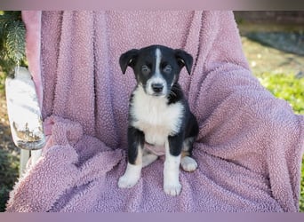 Welpe ORIANA - das süße, neugierige Mädchen wartet sehnsüchtig auf eine eigene Familie