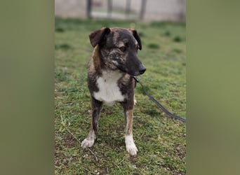 LUCY - die liebe und freundliche Hündin sucht eine unternehmungslustige Familie!