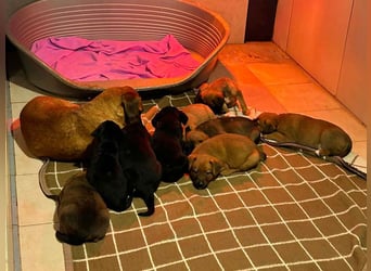 Welpe Chip-Nr. 256861 - ich suche einen Namen und am besten auch gleich ein eigenes Zuhause!