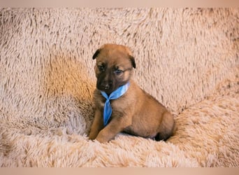 Welpe SNICKERS - ich freue mich darauf, mit meinen Menschen die Welt zu entdecken!