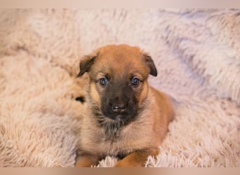 Welpe DUPLO - ich wünsche mir eine Familie, die mich liebt und nie mehr alleine lässt!