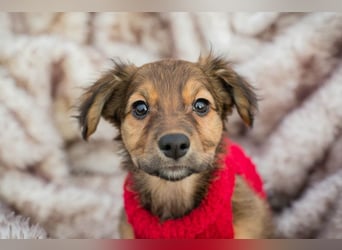 Welpe Chip Nr. 265519 - wer verliebt sich in mich und schenkt mir ein liebevolles Zuhause?