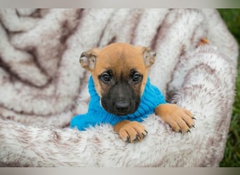 Welpe Chip-Nr. 266138 - wenn ich groß bin möchte ich ein richtiger Familienhund sein!