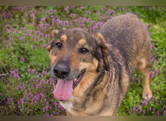 SANAJ - der liebe Rüde mag die Menschen und sehnt sich nach Aufmerksamkeit, Zärtlichkeit und Wärme.