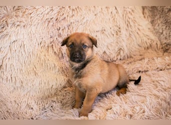 Welpe DUPLO - ich wünsche mir eine Familie, die mich liebt und nie mehr alleine lässt!