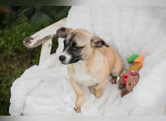 Welpe MAIKE - die aufgeschlossene, fröhliche kleine Maus freut sich auf ihre eigene Familie!