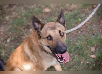 Chip 289818 - Junger Mann sucht ein aktives Zuhause