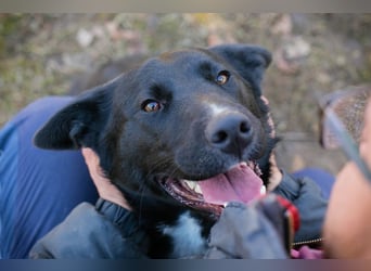 MIRAN - der aktive, zugängliche Rüde sucht eine hundeerfahrene, unternehmungslustige Familie!