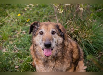 MICK - der liebe und neugierige Senior möchte in Ruhe bei seiner Familie ankommen