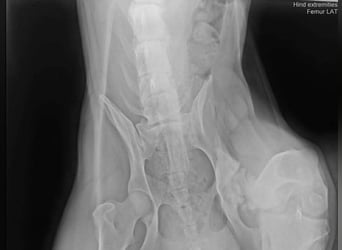 MARLI - der aktive, aufgeschlossene Rüde wartet sehnsüchtig auf eine eigene Familie!