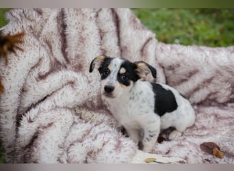 Welpe Chip-Nr. 253319 - die kleine Maus wartet sehnsüchtig auf eine eigene Familie!