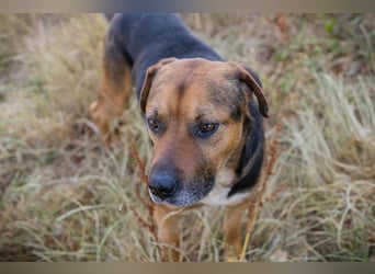 JONNY - der liebe Schatz sucht ein ruhiges, liebevolles Für-Immer Zuhause