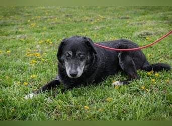 ROLFI - der liebe und zugängliche ältere Rüde sucht ein tolles Zuhause