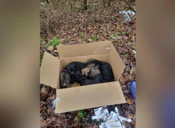 Welpe WILLI - der süße Rüde freut sich darauf, mit seinen Menschen die Welt zu entdecken!