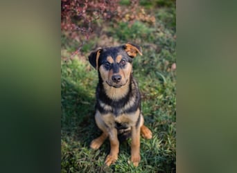 BAILEY - ich möchte so gerne ein Teil deiner Familie sein!