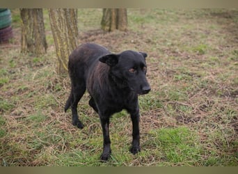 SONJA - ich möchte mit dir schmusen, lernen, spazieren gehen... schenkst du mir ein Zuhause?