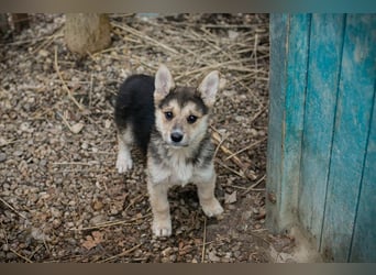 Welpe Chip-Nr. 271622- die kleine Maus sucht einen Namen und am liebsten auch gleich ein Zuhause!