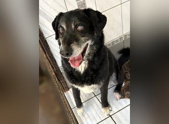 ROLFI - der liebe und zugängliche ältere Rüde sucht ein tolles Zuhause