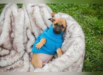 Welpe Chip-Nr. 266138 - wenn ich groß bin möchte ich ein richtiger Familienhund sein!