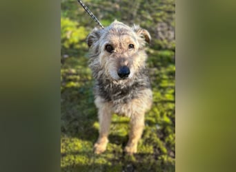 HERMANN - der zurückhaltende, ältere Strubbel ist auf der Suche nach Liebe und Geborgenheit