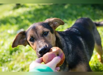STINA - die aufgeweckte Hündin liebt es zu spielen und zu kuscheln