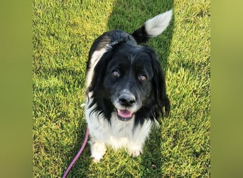 CRNI - der neugierige und aktive Rüde sucht eine unternehmungslustige Familie!