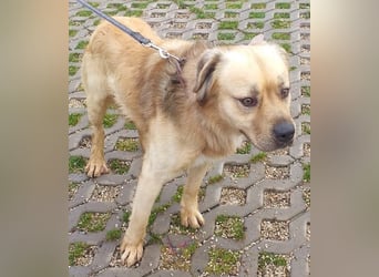 TUGDIL - ich gehe bereits toll an der Leine und suche eine konsequente Familie!