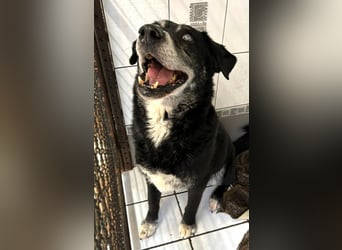 ROLFI - der liebe und zugängliche ältere Rüde sucht ein tolles Zuhause