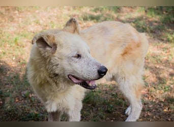 NOBBY - der herzensgute Senior wünscht sich noch ein liebes Zuhause und ein warmes Körbchen...