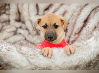 Welpe LESSER - der kleine Racker erobert die Herzen im Sturm und freut sich auf sein Zuhause!