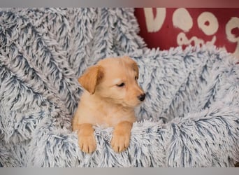 Welpe LAETIZIA - Hallo, kleine Maus! Heute schon geknuddelt?