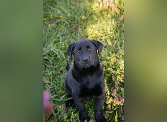 Welpe Chip-Nr. 267753 - wer schenkt mir sein Herz und ein Für-Immer Zuhause?