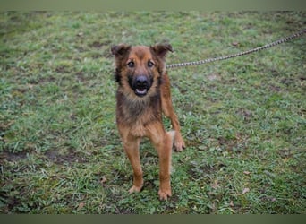 ANDREAS - der aktive und verspielte, liebe Hundemann sucht ein tolles Für-Immer Zuhause!