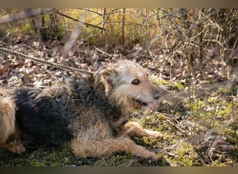 HERMANN - der zurückhaltende, ältere Strubbel ist auf der Suche nach Liebe und Geborgenheit