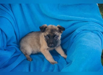 Welpe BARNABY - der kleine Mann freut sich auf tolle Abenteuer mit seiner Familie!