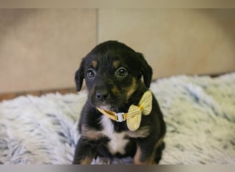 Welpe BELLA - ich möchte so gerne ein Teil deiner Familie sein!