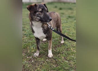 LUCY - die liebe und freundliche Hündin sucht eine unternehmungslustige Familie!