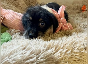 Welpe Chip-Nr. 275733 - ich bringe eine große Portion Leben und Frohsinn in dein Zuhause!