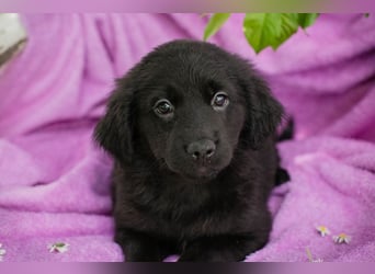 Welpe LOTTI - das goldige kleine Mädchen mit den Kulleräuglein sucht ein liebevolles Zuhause!