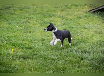 Welpe HUBSI - der fröhliche und lebhafte kleine Junge sucht eine unternehmungslustige Familie!