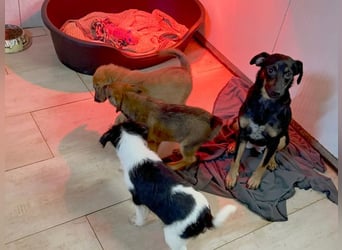 Welpe Chip-Nr. 275733 - ich bringe eine große Portion Leben und Frohsinn in dein Zuhause!