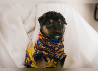 Welpe MARS - der kleine Racker träumt von tollen Abenteuern mit seiner Familie