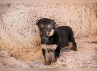 Welpe TWIX - wer verliebt sich in die kleine Maus und schenkt ihr ein liebevolles Zuhause?