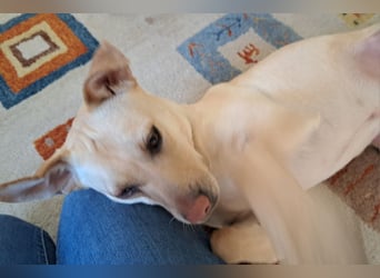 LEO - wer sucht einen treuen Begleiter fürs Leben?