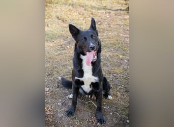 MIRAN - der aktive, zugängliche Rüde sucht eine hundeerfahrene, unternehmungslustige Familie!