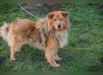 Chip-Nr. 259433  - der hübsche, menschenbezogene Rüde sucht ein liebevolles Zuhause!