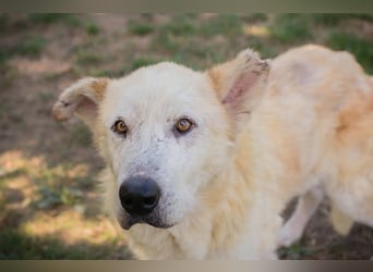 NOBBY - der herzensgute Senior wünscht sich noch ein liebes Zuhause und ein warmes Körbchen...